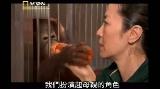 女優ミシェール･ヨーとオラウータン／Among The Great Apes With Michelle Yeoh（2009）