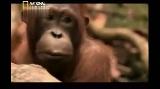 女優ミシェール･ヨーとオラウータン／Among The Great Apes With Michelle Yeoh（2009）